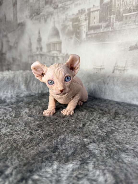 Кошки в Самаре: Котёнок породы эльф с гетерохромией Мальчик, Бесплатно - фото 3