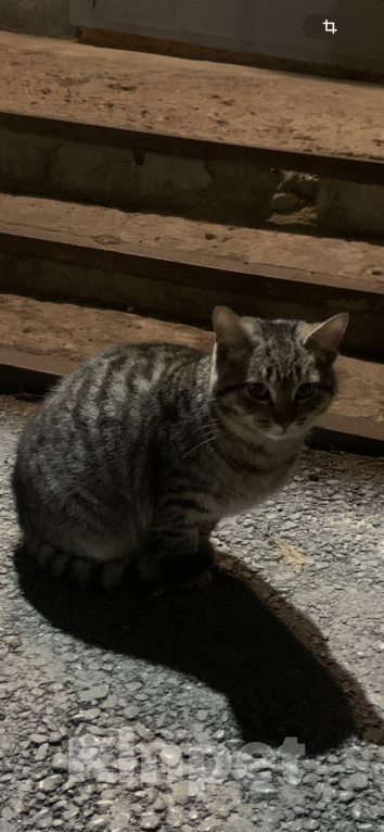 Кошки в Саратове: Котенок мальчик в добрые руки  Мальчик, Бесплатно - фото 6