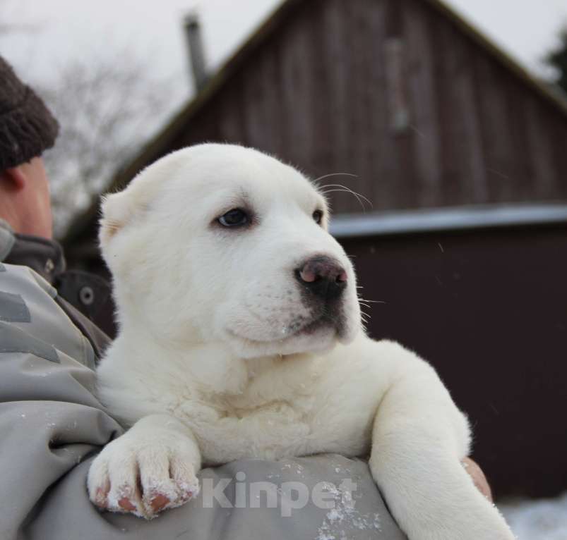 Собаки в Санкт-Петербурге: ЖАКУТ  Мальчик, 60 000 руб. - фото 9