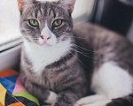 Кошки в Москве: Самый ласковый кот в мире Кузя в поисках дома! Мальчик, 10 руб. - фото 3