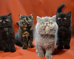 Кошки в Колпашево: Котята - Экзоты, 35 000 руб. - фото 4
