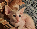 Кошки в Малоархангельске: Петерболды котята, 35 000 руб. - фото 5