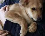 Собаки в Москве: Замечательные рыжие щенки ищут дом Мальчик, Бесплатно - фото 2