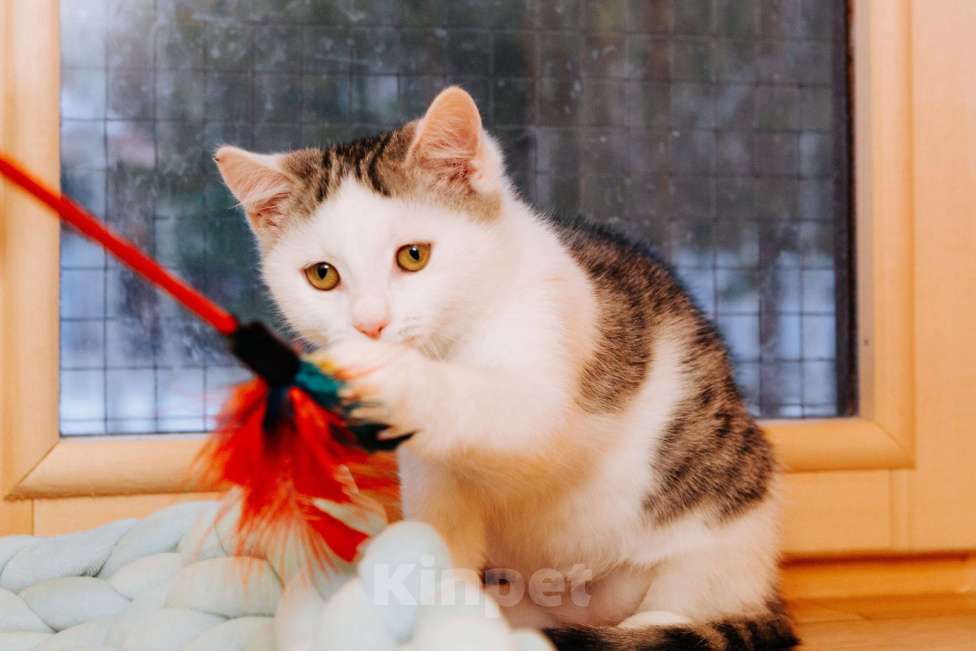 Кошки в Москве: Мальчик 8 месяцев   ❤️ищет дом и любимых хозяев  Мальчик, Бесплатно - фото 3