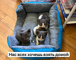 Кошки в Москве: Выкормыши из пакета Мальчик, Бесплатно - фото 3