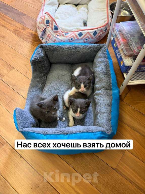 Кошки в Москве: Выкормыши из пакета Мальчик, Бесплатно - фото 3