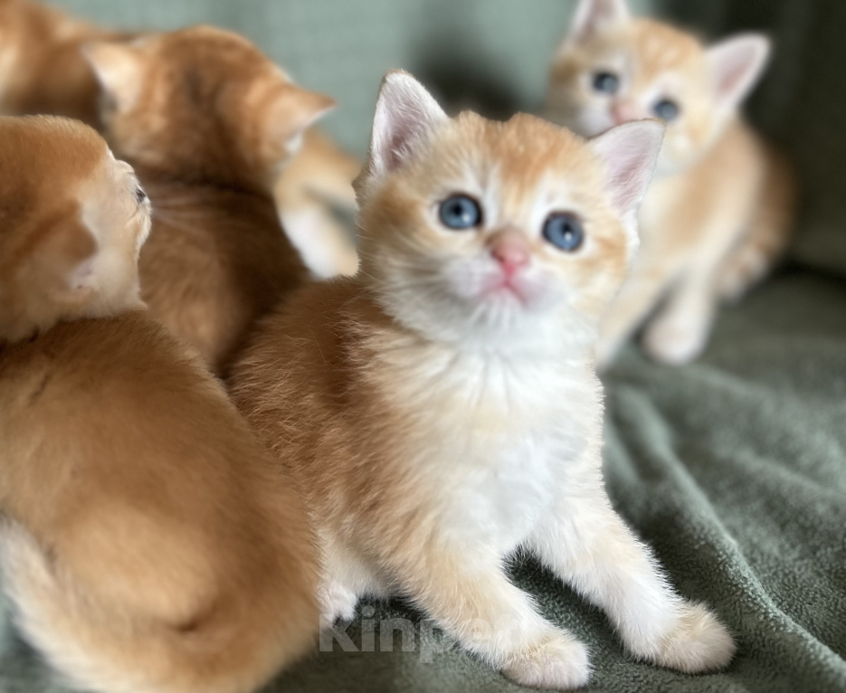 Кошки в Москве: Котята плюшевые золотые Мальчик, 18 000 руб. - фото 9