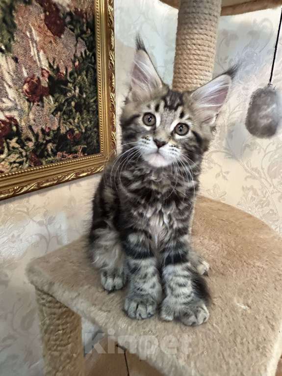 Кошки в Бору: Кисули-Рысюли. Девочка, 17 000 руб. - фото 1