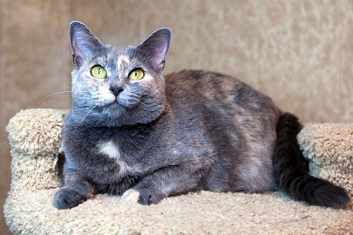 Севара едет на выставку-пристройство WOOF в Москву