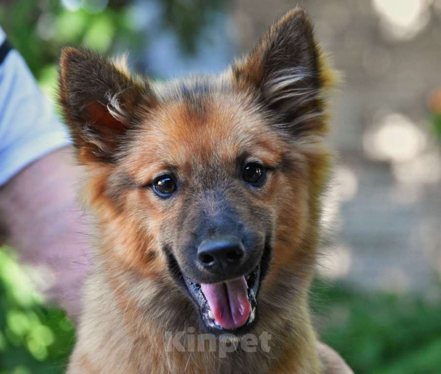 Собаки в Москве: Ненецкая оленегонная лайка Ягодка - Малинка. Девочка, 60 000 руб. - фото 2