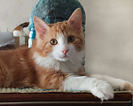 Кошки в Москве: Котенок курильский бобтейл Мальчик, Бесплатно - фото 1