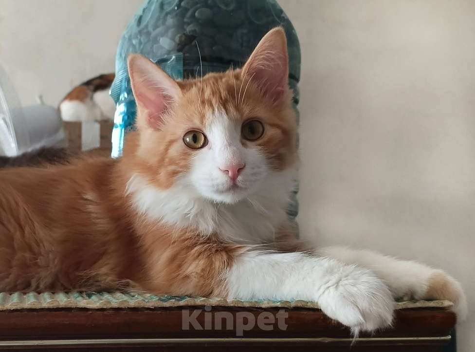 Кошки в Москве: Котенок курильский бобтейл Мальчик, Бесплатно - фото 1