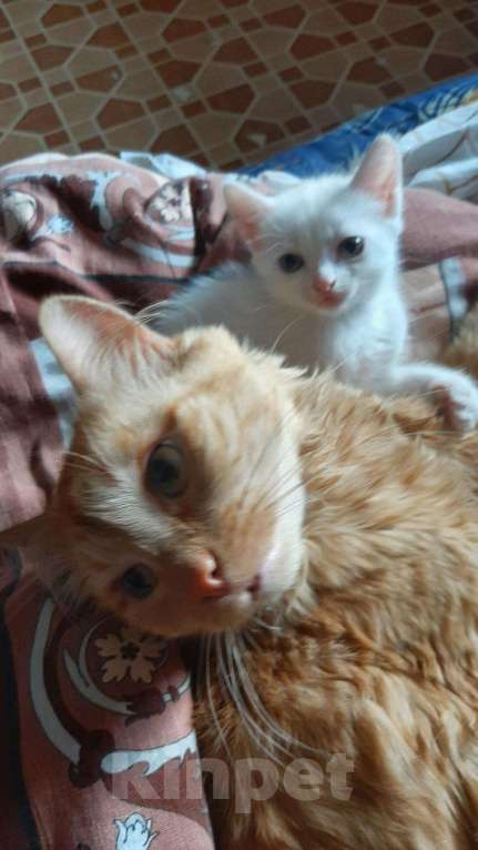 Кошки в Игарке: Котята, Бесплатно - фото 1