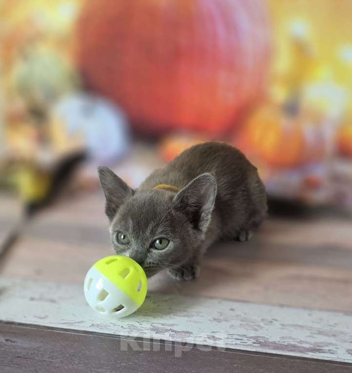 Кошки в других городах Ленинградской области: Бурманские котята Мальчик, 40 000 руб. - фото 4
