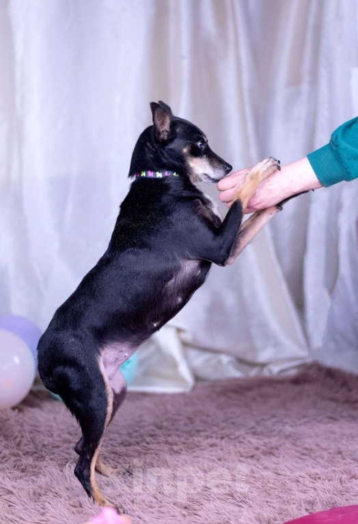 Собаки в Москве: Той терьер метис в дар Девочка, Бесплатно - фото 6