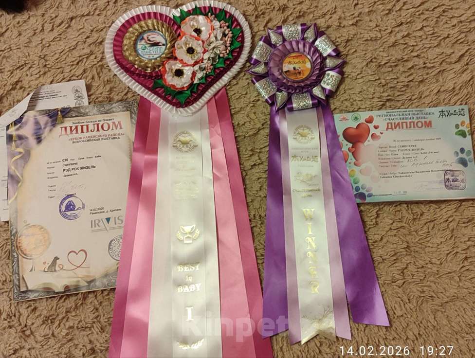 Собаки в Раменском: Шипперке Девочка, 50 000 руб. - фото 5