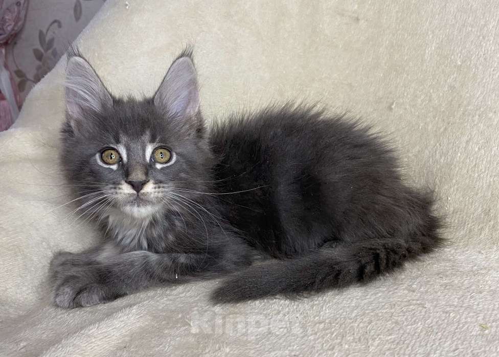 Кошки в Дмитрове: Голубая тикированная девочка Xeveria Девочка, 30 000 руб. - фото 5