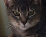 Кошки в Верее: Абиссинская Кошка  Девочка, 3 000 руб. - фото 3