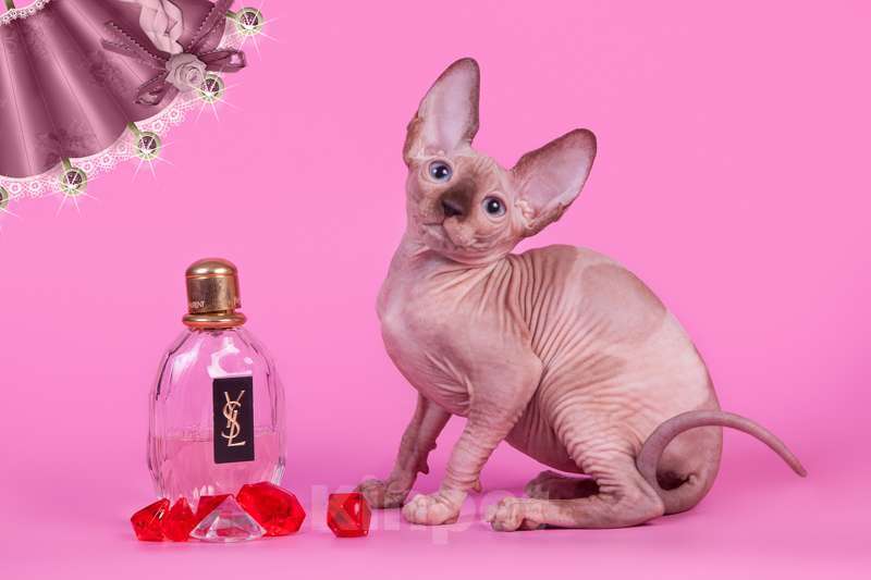 Кошки в Москве: Питомник Скорпион предлагает котят. Девочка, Бесплатно - фото 2