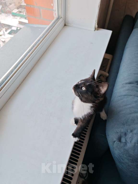 Кошки в Москве: Котенок  Девочка, Бесплатно - фото 1