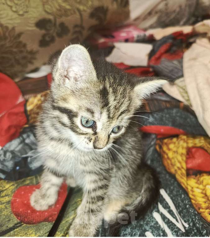 Кошки в Санкт-Петербурге: В добрые руки Девочка, Бесплатно - фото 3