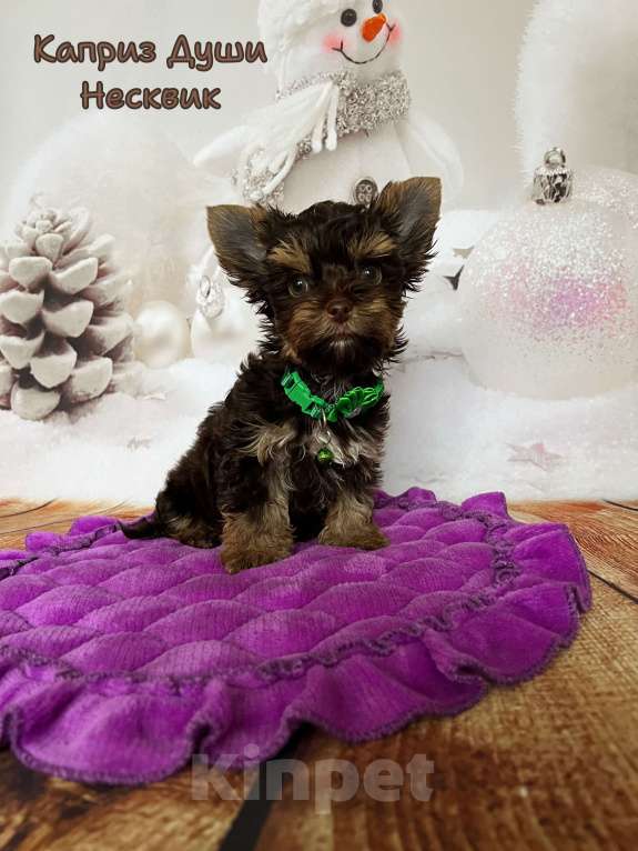 Собаки в Сосновом Бору: Мальчики шоко йорка Несквик ( документы НРКА) Мальчик, 70 000 руб. - фото 2