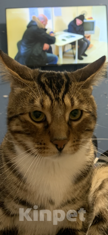 Кошки в Талдоме: Отдам в добрые руки! Срочно! Мальчик, Бесплатно - фото 4