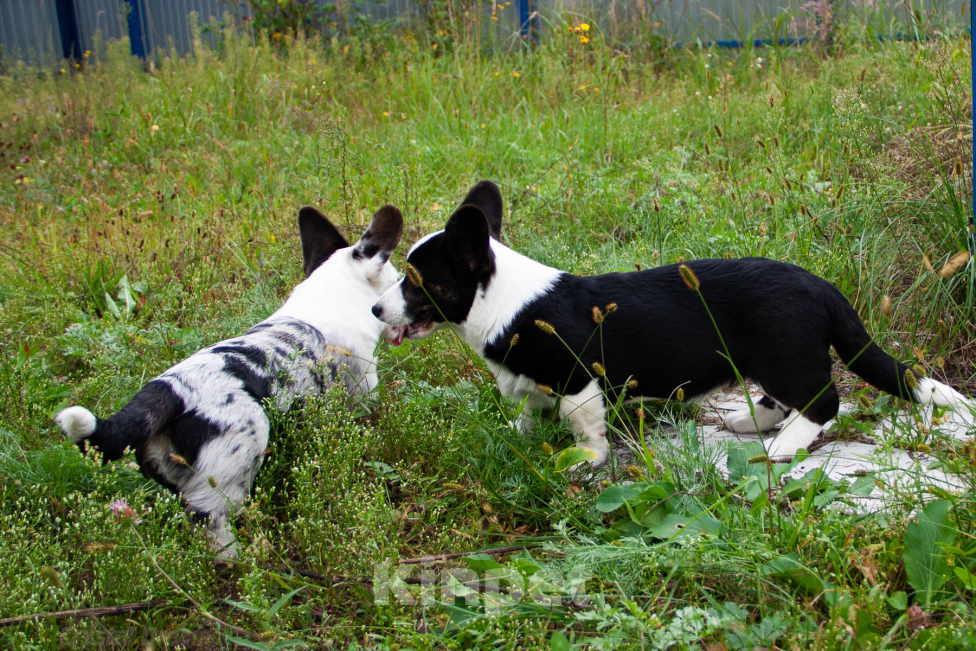 Собаки в Москве: Ваша мечта о корги готова исполниться  Мальчик, Бесплатно - фото 3