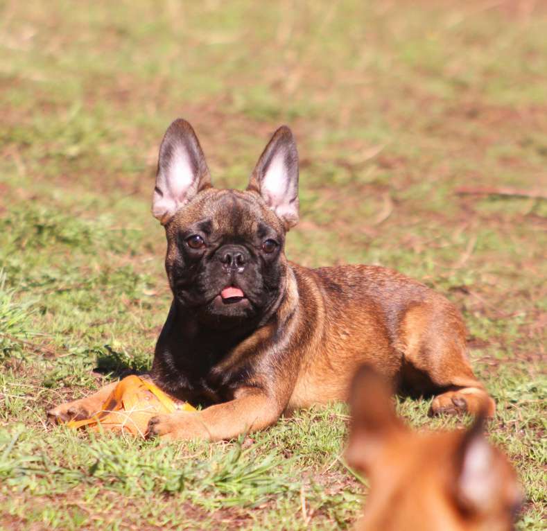Собаки в других городах Кировской области: Мальчик французского бульдoга  Мальчик, 50 000 руб. - фото 2