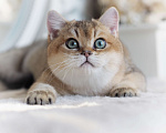 Кошки в Владивостоке: Британский котенок Хасан Мальчик, 70 000 руб. - фото 5