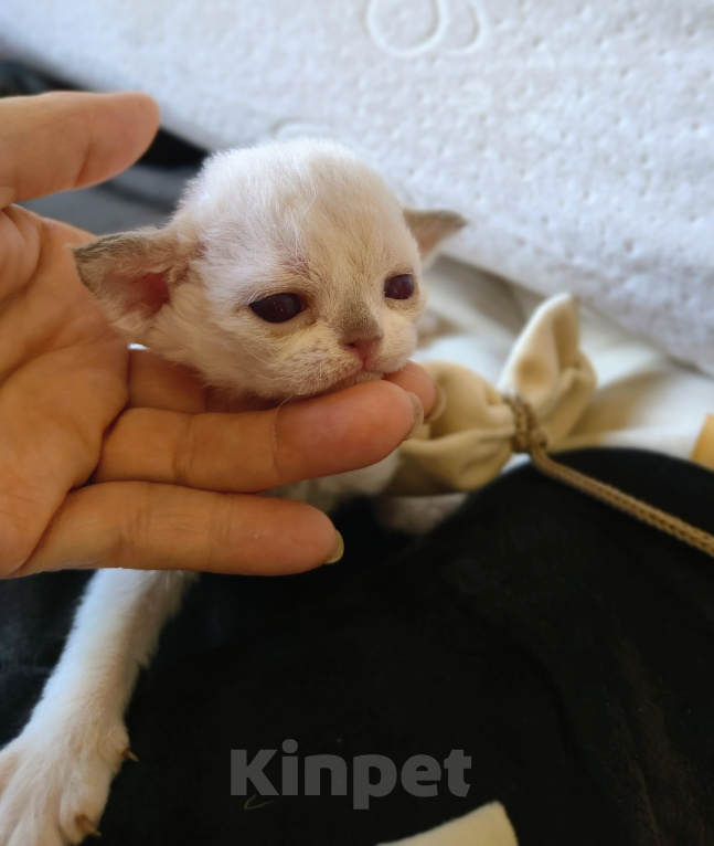 Кошки в Новосибирске: Девон Рекс, девочка Девочка, 120 000 руб. - фото 2