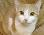Кошки в Москве: Беленькая с рыжим анатолийская кошечка Девочка, Бесплатно - фото 1