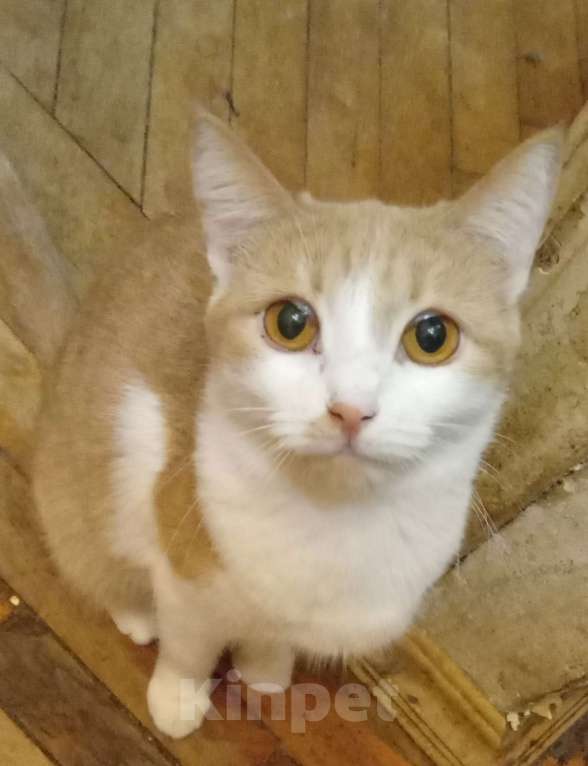 Кошки в Москве: Беленькая с рыжим анатолийская кошечка Девочка, Бесплатно - фото 1