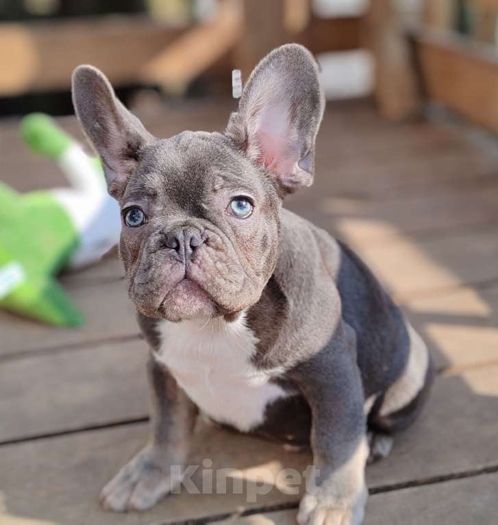 Собаки в Санкт-Петербурге: Шикарная лиловая  девочка Девочка, 60 000 руб. - фото 9