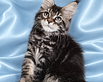 Кошки в Владимире: Котята мейн-кун Девочка, 85 000 руб. - фото 6