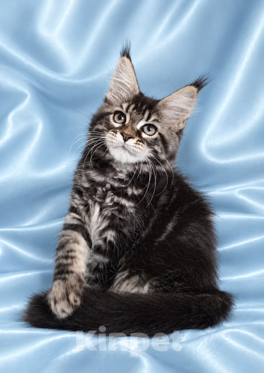 Кошки в Владимире: Котята мейн-кун Девочка, 85 000 руб. - фото 6