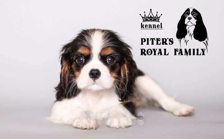 Собаки в Санкт-Петербурге: Шикарная малышка кавалер кинг чарльз спаниеля  Девочка, 150 000 руб. - фото 4