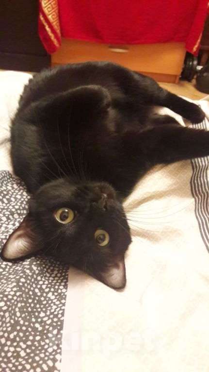 Кошки в других городах Тульской области: Отдам кошку в добрые руки Девочка, Бесплатно - фото 1