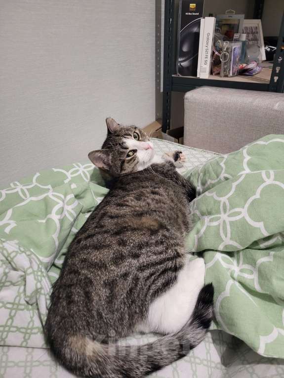 Кошки в Санкт-Петербурге: Ласковая кошечка ищет дом Девочка, Бесплатно - фото 2