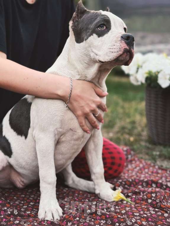 Собаки в Саратове: Милка Девочка, Бесплатно - фото 4