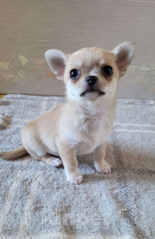 Собаки в Москве: Чихуахуа шикарный, палеый мальчик Мальчик, Бесплатно - фото 3