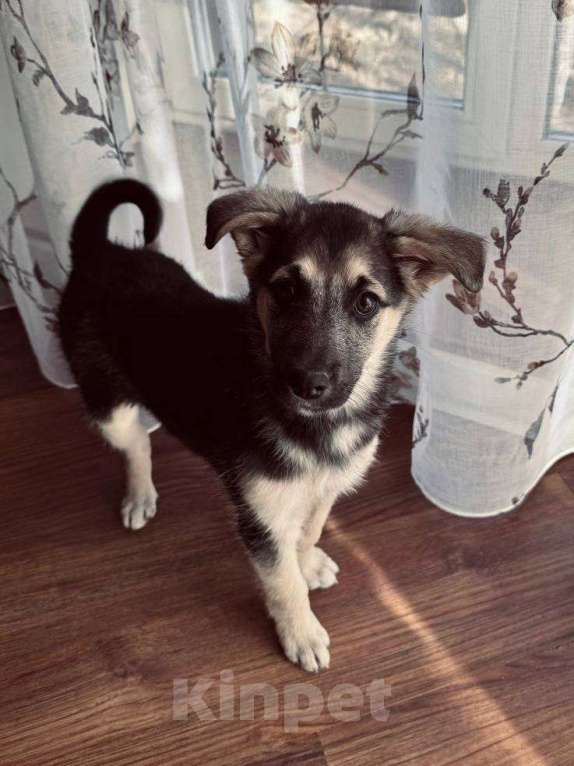 Собаки в Иркутске: Малышка в добрые руки Девочка, Бесплатно - фото 2