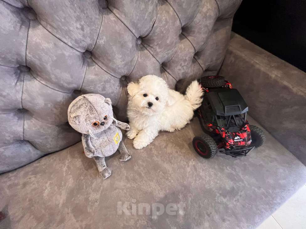 Собаки в Москве: Мини щенок Бишон-фризе Мальчик, 150 000 руб. - фото 5