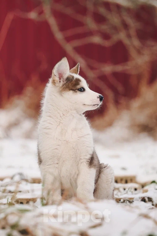 Собаки в Лосином-Петровском: Любава якутенок в добрые руки Девочка, Бесплатно - фото 1