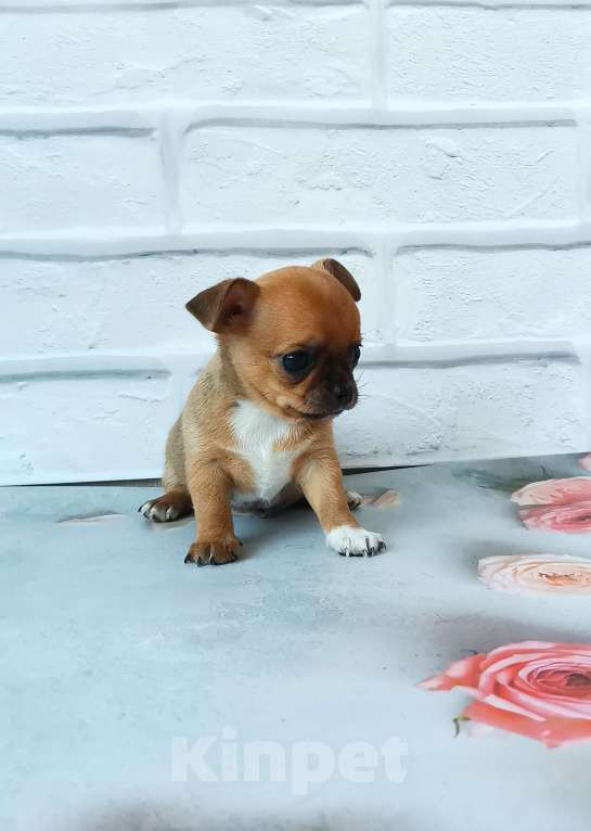 Собаки в Владимире: Рыжий красавчик Мальчик, 40 000 руб. - фото 2