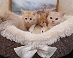 Кошки в Калуге: Котята породы Курильский бобтейл Мальчик, 40 000 руб. - фото 9