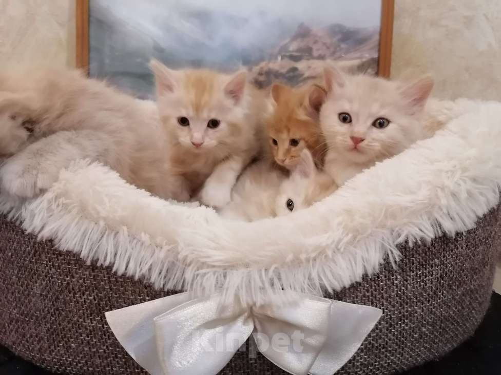 Кошки в Калуге: Котята породы Курильский бобтейл Мальчик, 40 000 руб. - фото 9