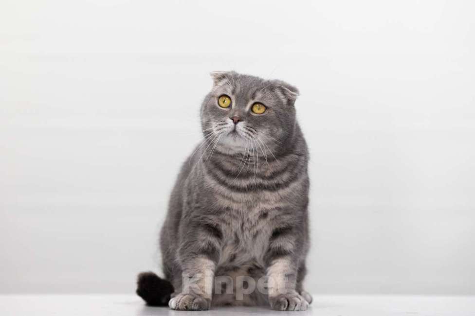 Кошки в Москве: кот Кефир Мальчик, Бесплатно - фото 5