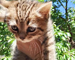Кошки в Воронеже: Отдадим в хорошие руки котенка и кошку Разнополые, Бесплатно - фото 1
