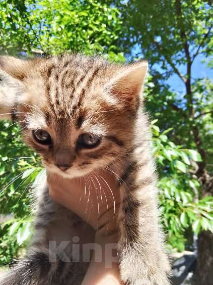 Кошки в Воронеже: Отдадим в хорошие руки котенка и кошку Разнополые, Бесплатно - фото 1